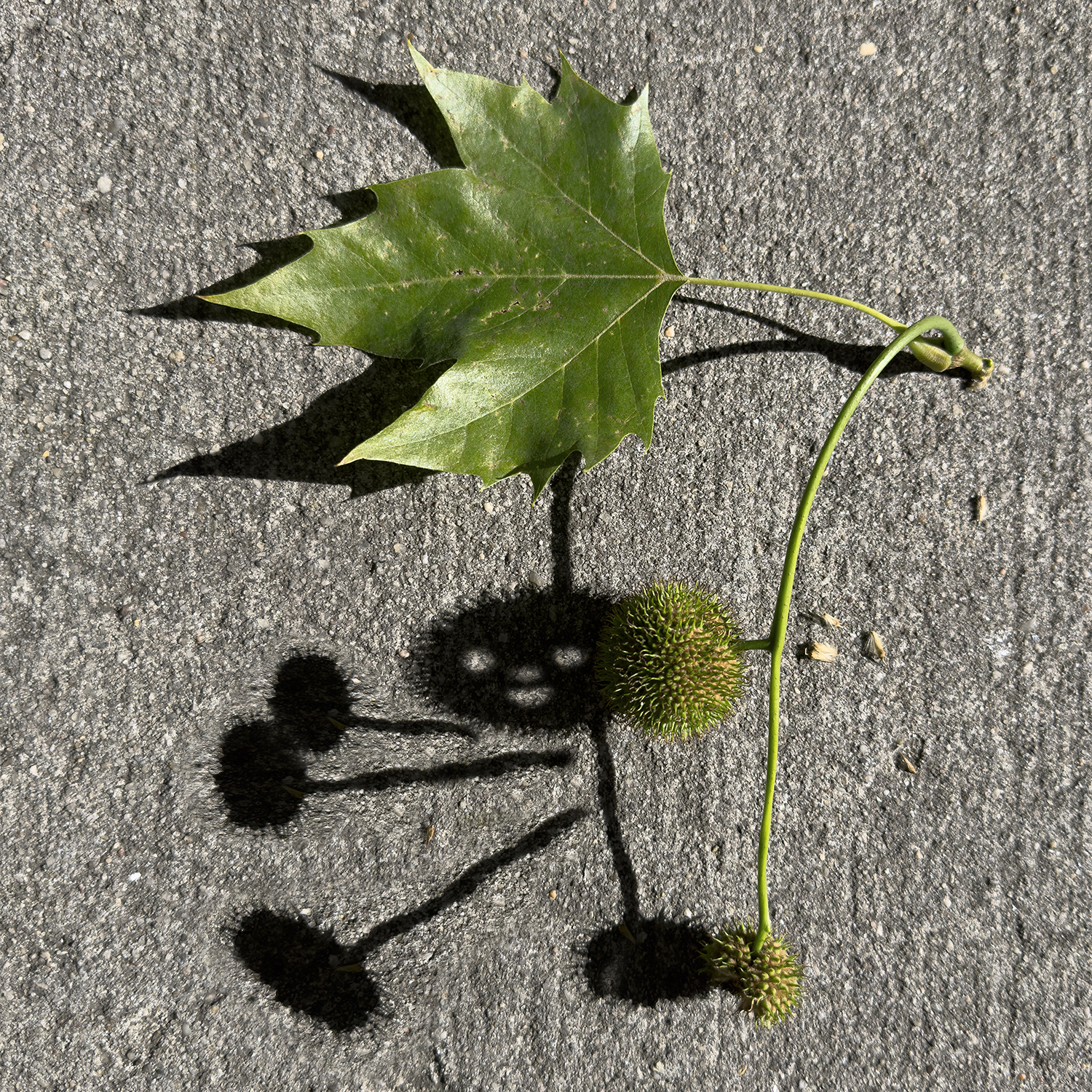 smallver
